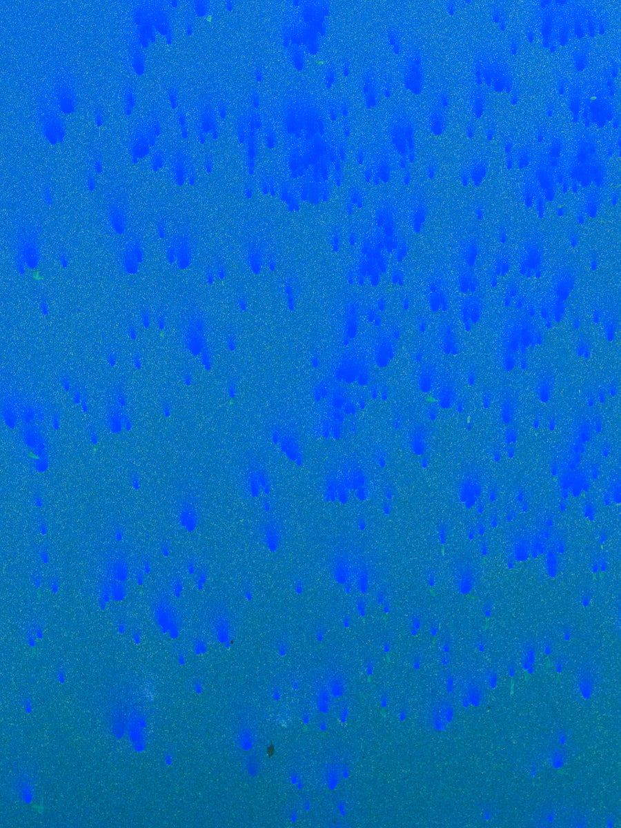 Blue Algae