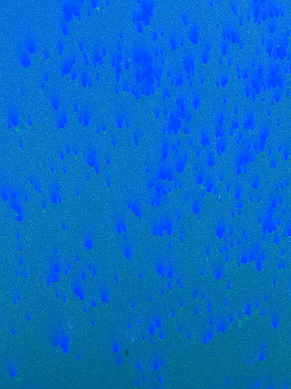 Blue Algae
